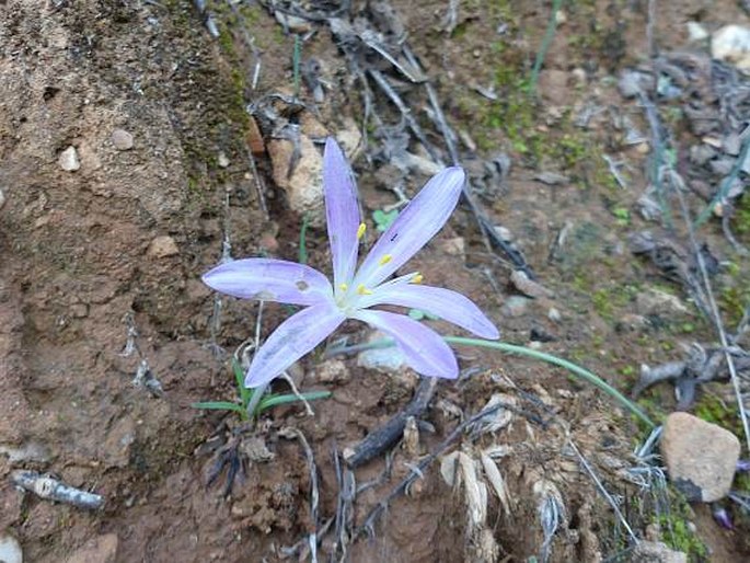 Colchicum parlatoris