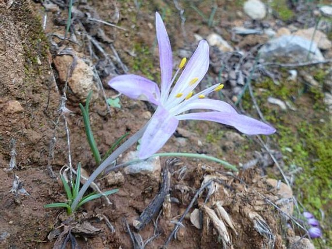 Colchicum parlatoris