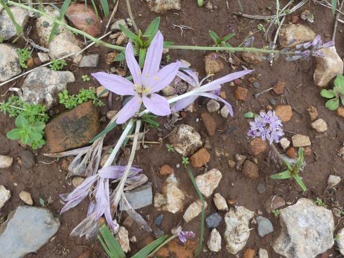 Colchicum parlatoris