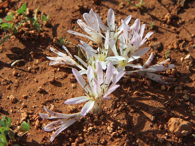 Colchicum pusillum