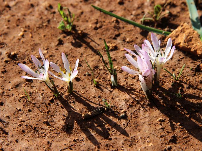 Colchicum pusillum