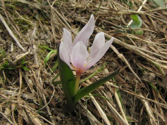 Colchicum szovitsii