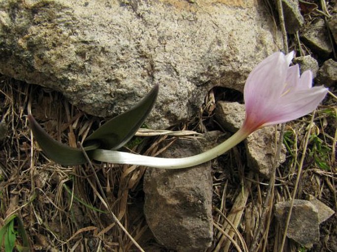 Colchicum szovitsii