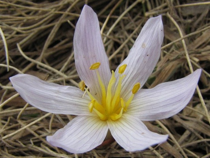 Colchicum szovitsii