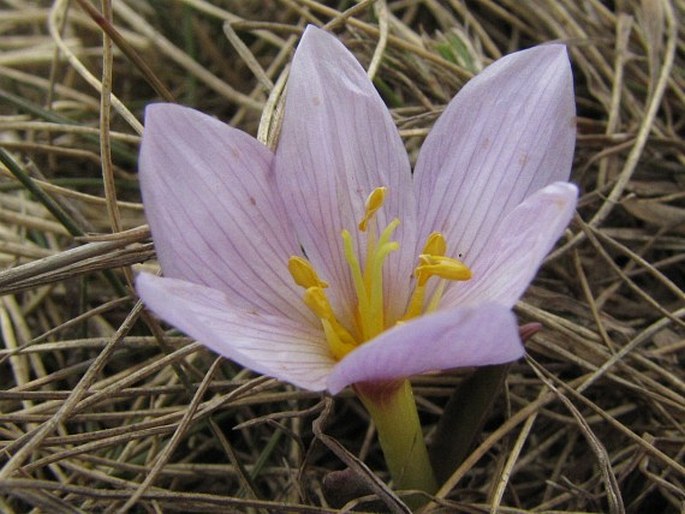 Colchicum szovitsii