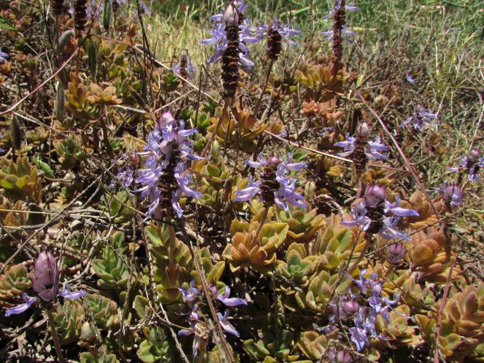 Coleus neochilus