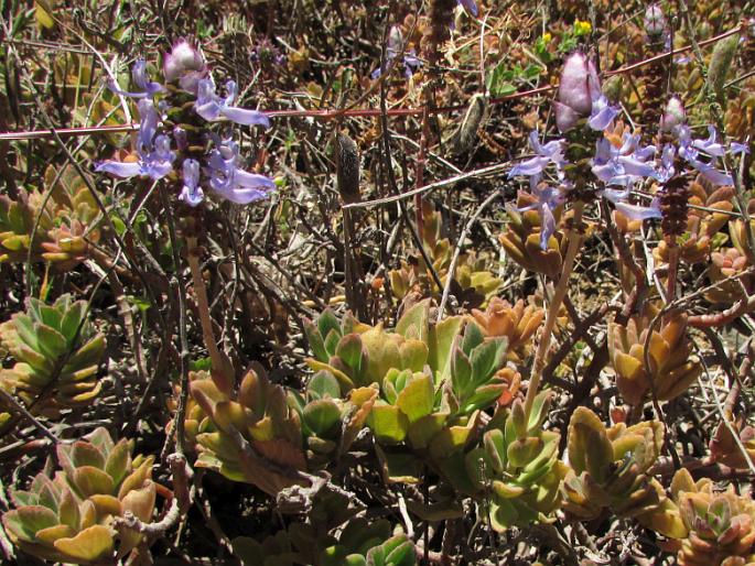 Coleus neochilus