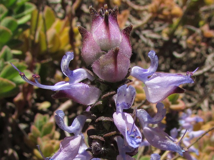 Coleus neochilus