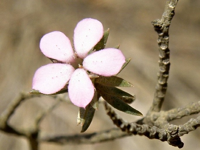 Coleonema aspalathoides