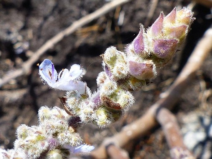 Coleus sanguineus