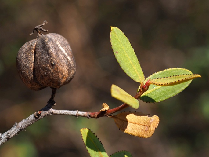 Colliguaja odorifera