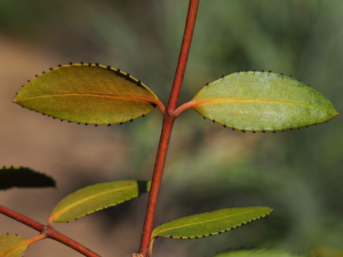 Colliguaja odorifera