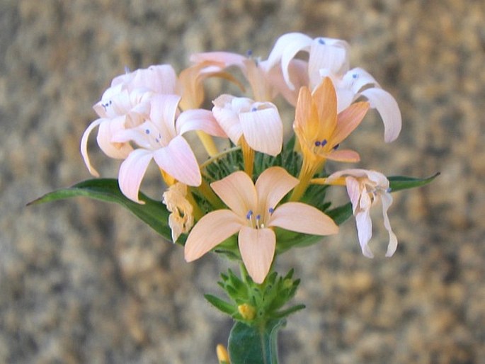 COLLOMIA GRANDIFLORA Douglas ex Lindl. - slizatka velkokvětá