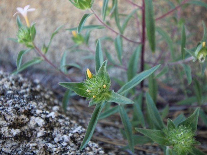 Collomia grandiflora