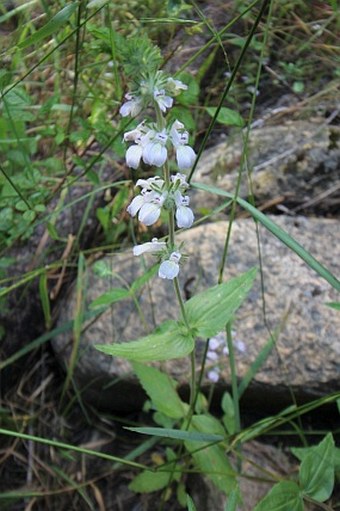 Collinsia tinctoria