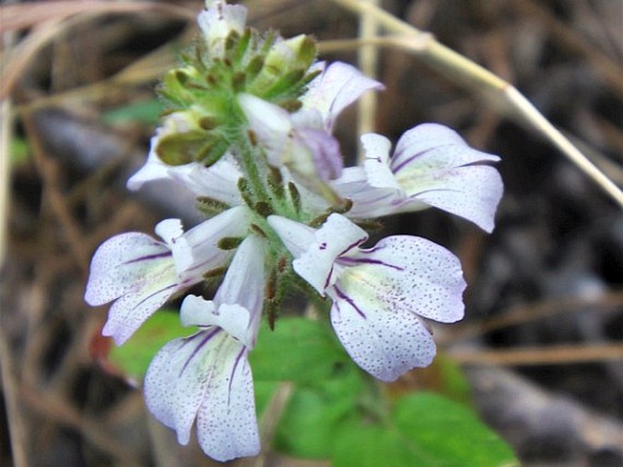 COLLINSIA TINCTORIA Hartw. ex Benth.