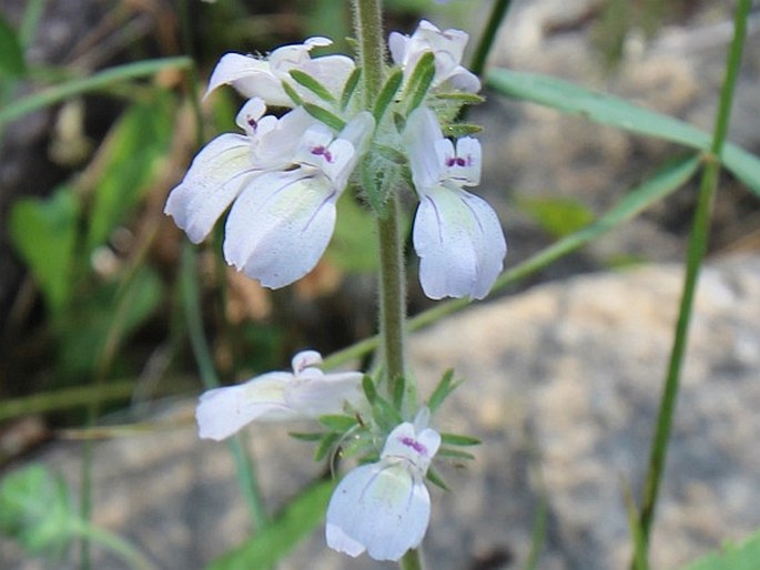 Collinsia tinctoria