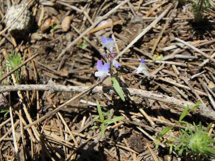 Collinsia torreyi