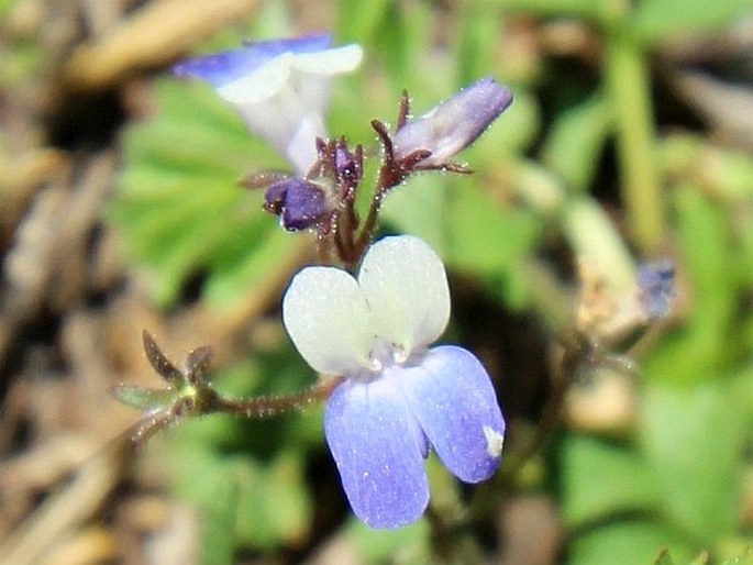 COLLINSIA TORREYI A. Gray