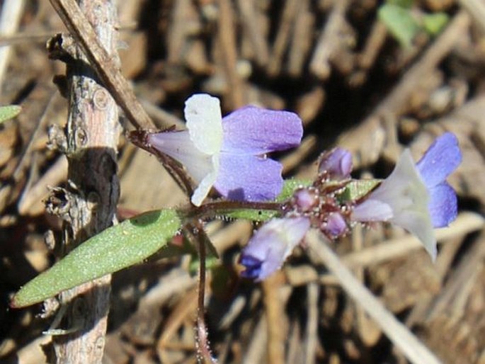 Collinsia torreyi