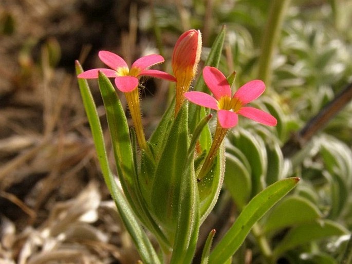 COLLOMIA BIFLORA (Ruiz et Pav.) Brand - slizatka