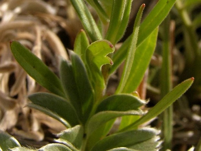 Collomia biflora