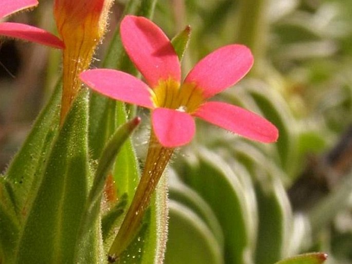 Collomia biflora