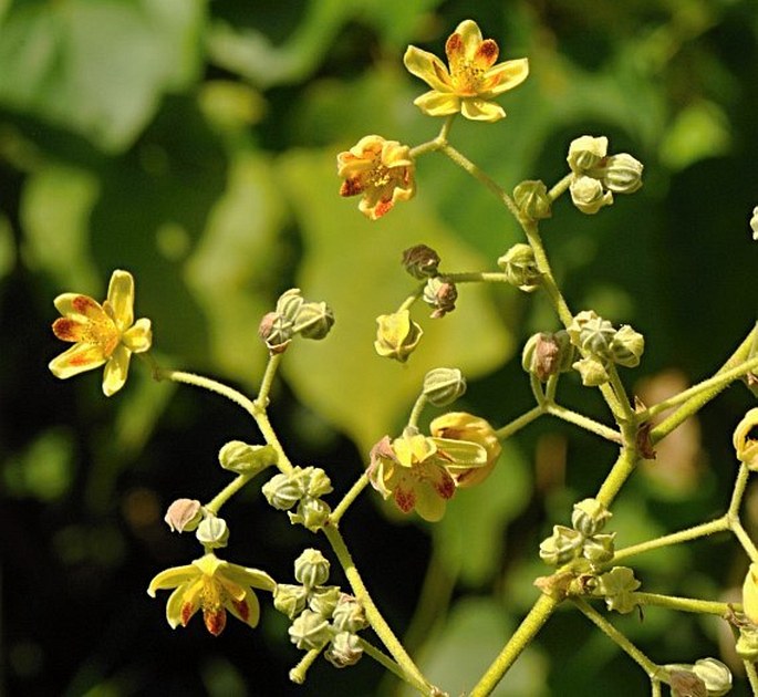 COLONA SCABRA (Sm.) Burret