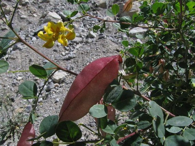 Colutea cilicica