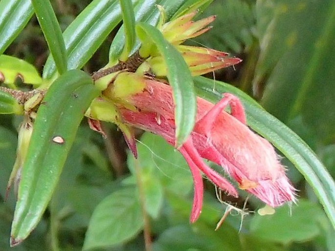 Columnea linearis