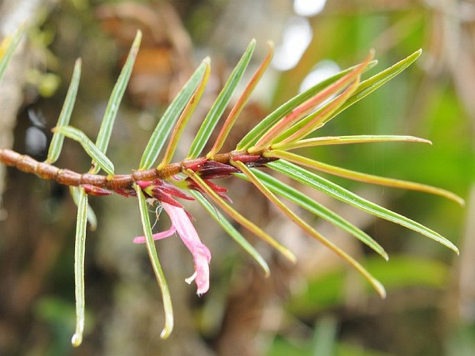 Columnea linearis