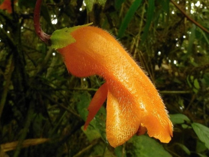 COLUMNEA STRIGOSA Benth.