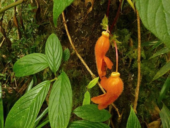 Columnea strigosa