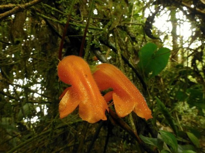 Columnea strigosa