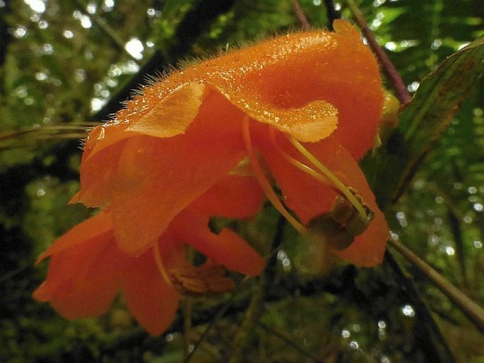 Columnea strigosa