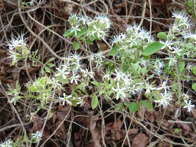 Combretum albiflorum