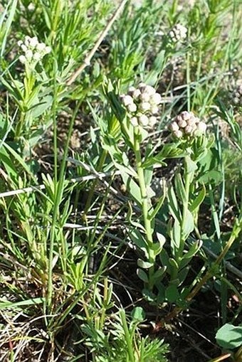 Botany Cz Comandra Umbellata L Nutt Bastard Toadflax Pale Comandra Common Comandra