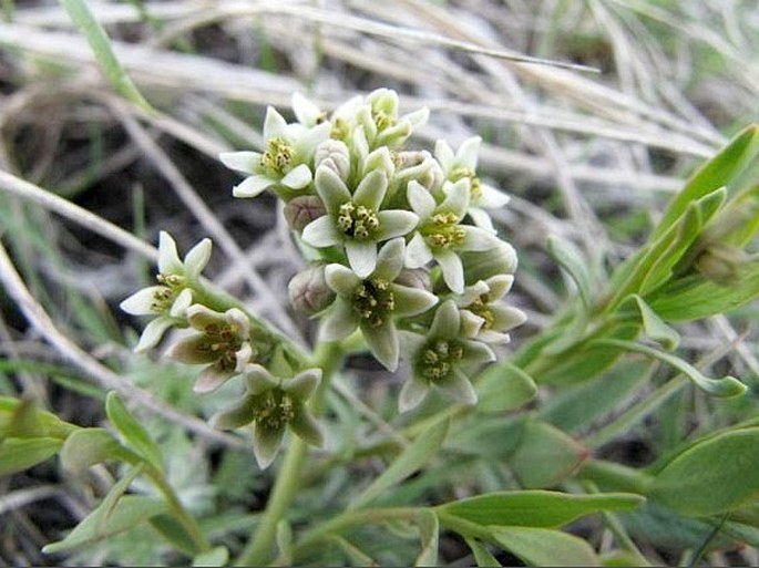 Botany Cz Comandra Umbellata L Nutt Bastard Toadflax Pale Comandra Common Comandra