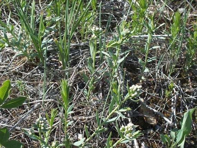 Botany Cz Comandra Umbellata L Nutt Bastard Toadflax Pale Comandra Common Comandra