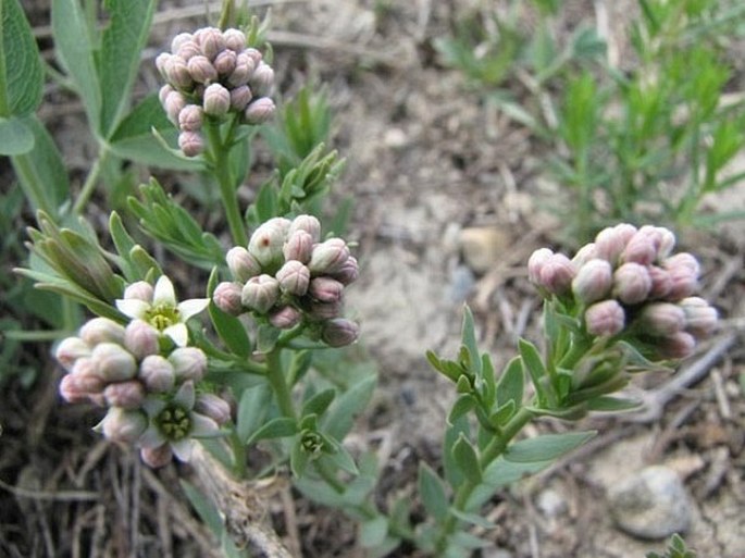 Botany Cz Comandra Umbellata L Nutt Bastard Toadflax Pale Comandra Common Comandra