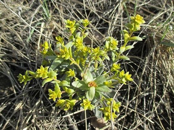 Botany Cz Comandra Umbellata L Nutt Bastard Toadflax Pale Comandra Common Comandra