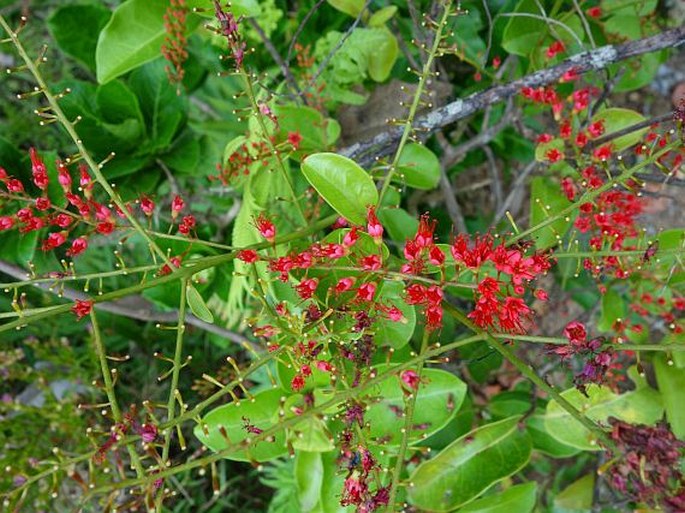 Combretum coccineum