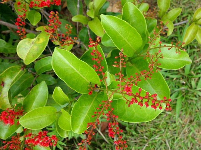 Combretum coccineum