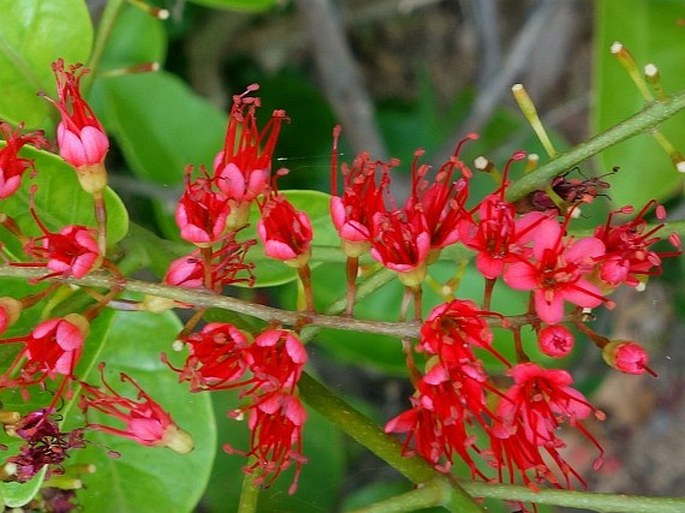 Combretum coccineum