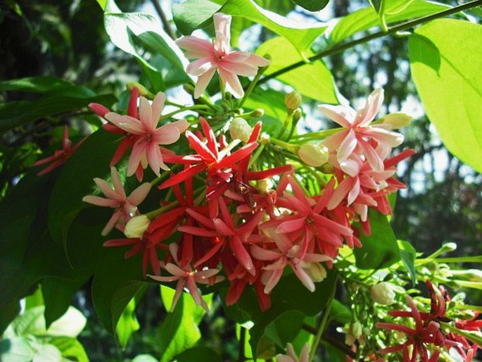 Combretum indicum