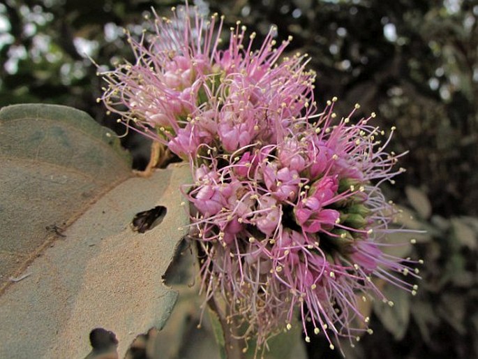 COMBRETUM PILOSUM Roxb. ex G. Don