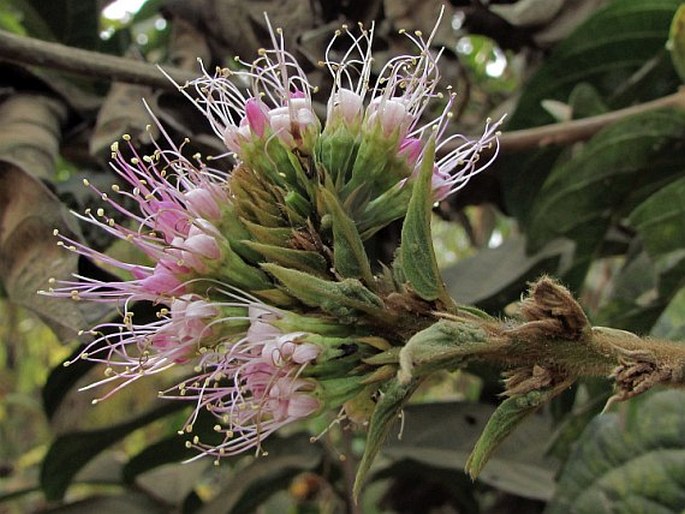 Combretum pilosum