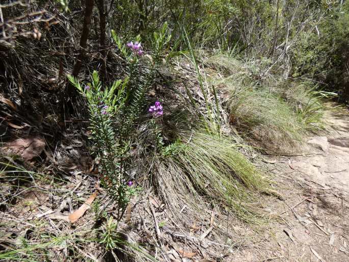 Comesperma ericinum