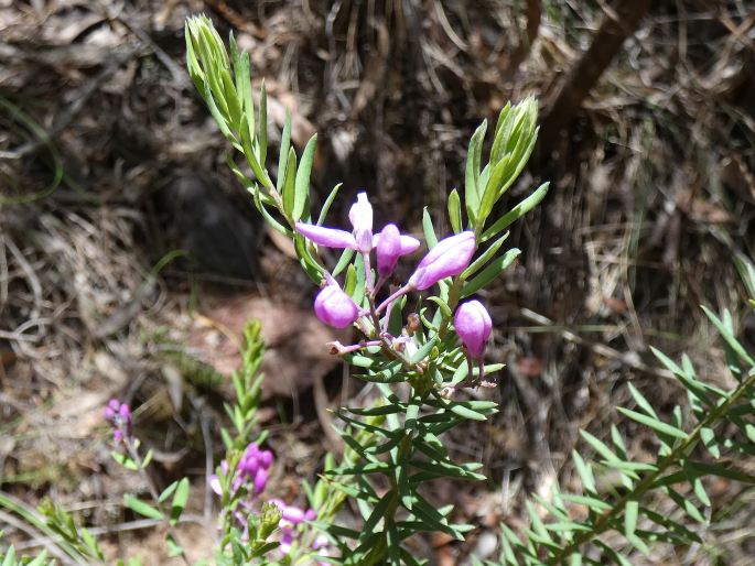 Comesperma ericinum