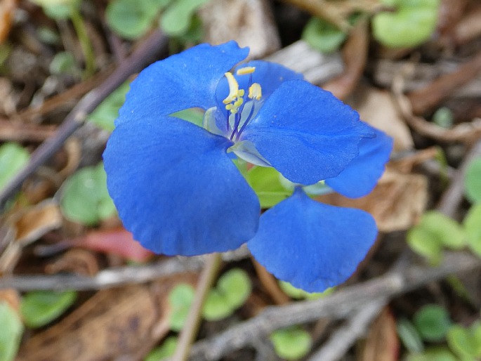 Commelina cyanea